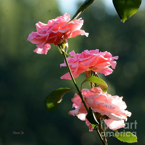 Nava Thompson - Morning Dew Roses