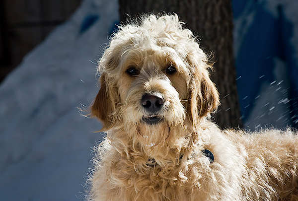 Light goldendoodle hot sale