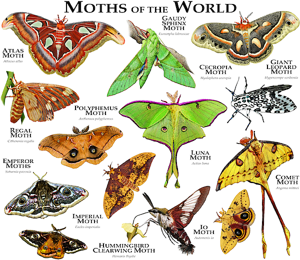 Raad eens Onderzoek kast Moths Of The World Jigsaw Puzzle by Roger Hall - Fine Art America