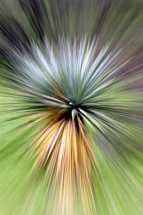 Douglas Taylor - Mountain Yucca