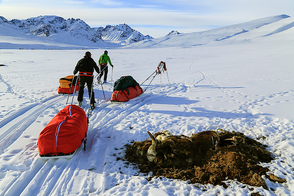 Mountaineering Team Pulling A Pulk Sled T Shirt by Johnathan