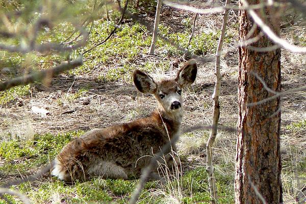 Mule Deer Fawn - Laying Down Beach Towel by Marilyn Burton - Fine Art  America