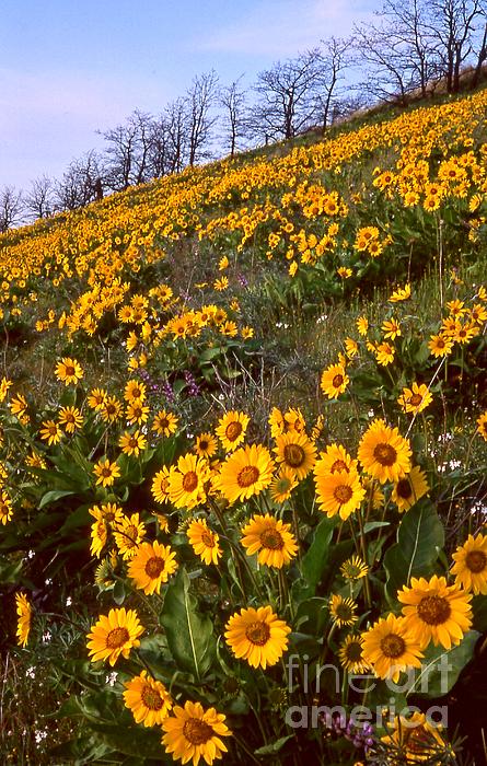 Flower Photographs