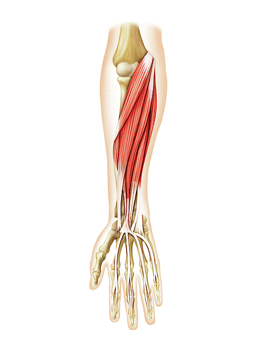 Muscles Of Forearm Greeting Card For Sale By Asklepios Medical Atlas