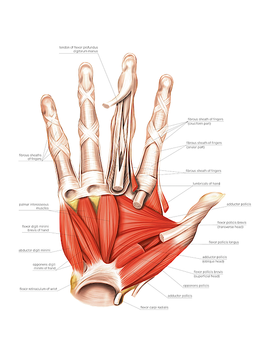 Muscles Of The Hand Greeting Card by Asklepios Medical Atlas