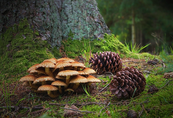 https://images.fineartamerica.com/images-medium-5/mushrooms-and-pine-cones-on-the-forest-john-short.jpg