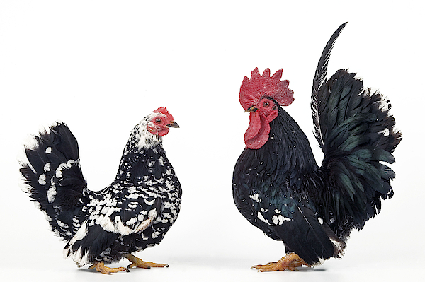 Buff Brahma Chicken Photograph by Jean-Michel Labat - Fine Art America