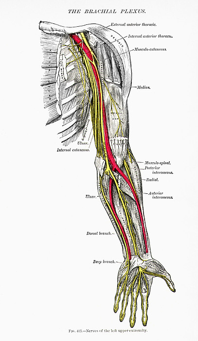 Nervous System - Arm Throw Pillow for Sale by Granger