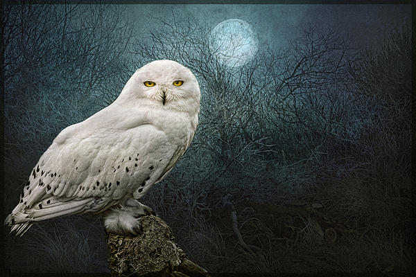 Brian Tarr - Night Owl