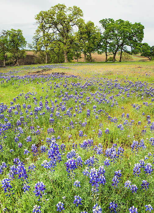 Field Of Wildflowers At Sunset Photograph by Josh Miller Photography - Fine  Art America