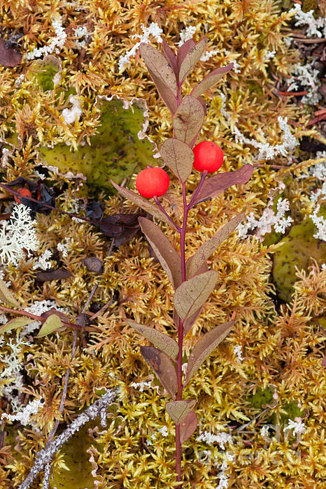 Northern Comandra Geocaulon Lividum Orange Drupes Beach Towel For Sale By Stephan Pietzko