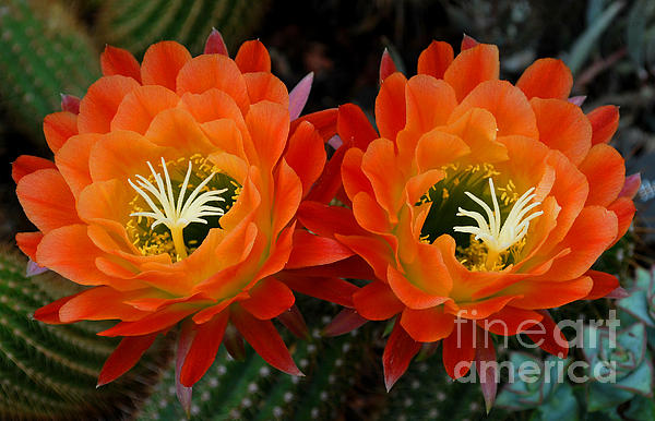 Nancy Mueller - Orange Cactus Flowers