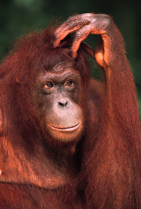 Orangutan onesie for discount adults