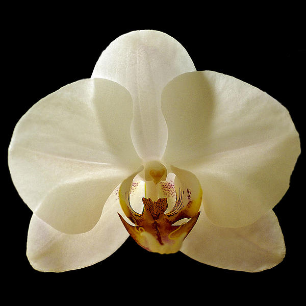 Orchid 12 Photograph