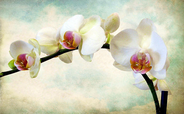 Jessica Jenney - Orchid Heaven