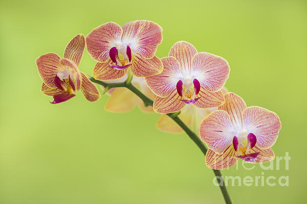 Diane Diederich - Orchids