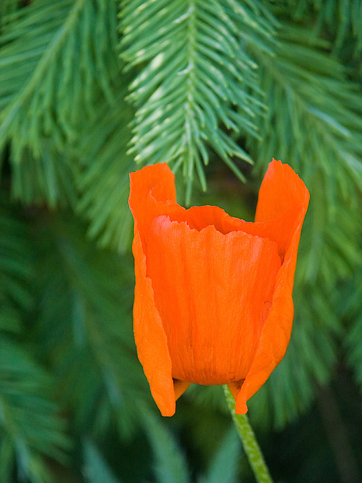 Pleated selling Oriental Poppy