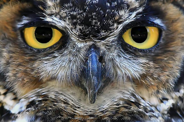 Owl Eyes by Evergreen Photography
