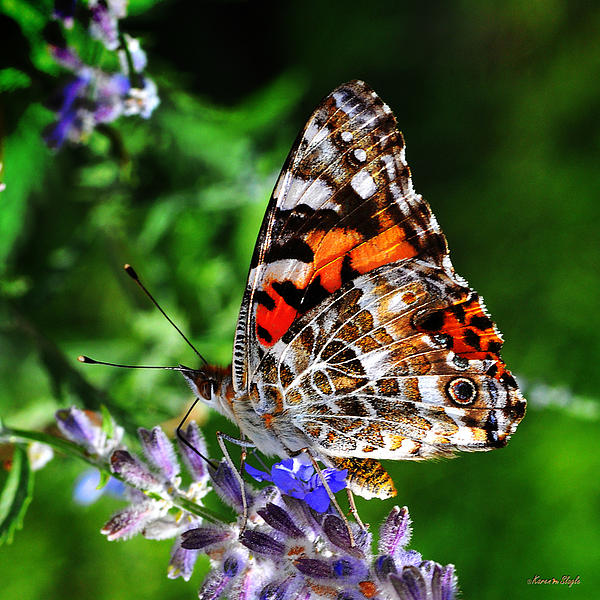 Karen Slagle - Painted Lady Butterfly