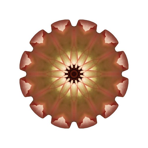 Tulip Art