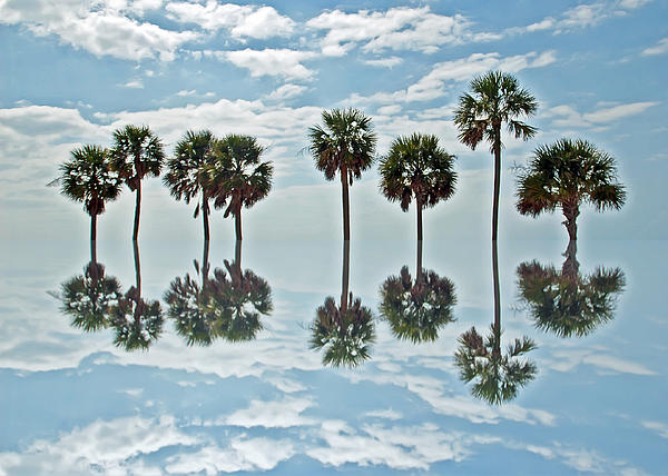 Aimee L Maher ALM GALLERY - Palm Tree Reflection