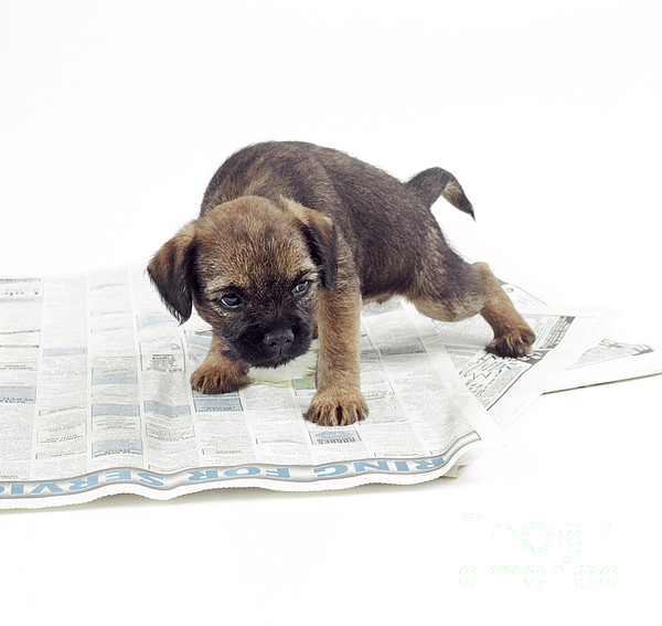 Paper training Puppy Dog Greeting Card