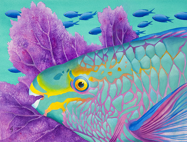 Parrotfish by Carolyn Steele