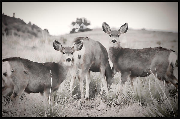 Wildlife Art