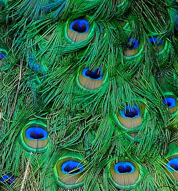 Colorful Peacock Feathers Photograph by Denise Mazzocco - Fine Art