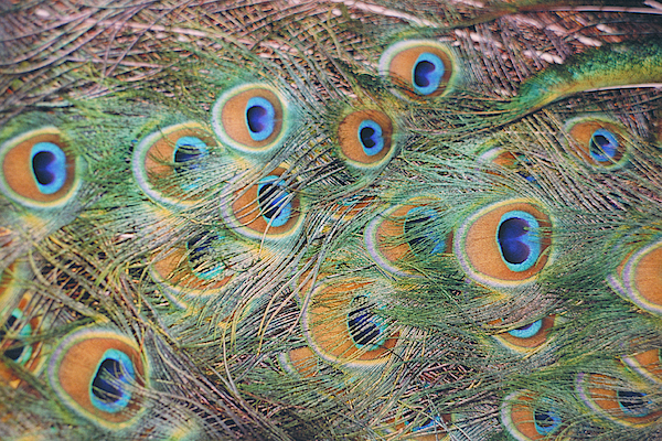 Peacock Feathers Fleece Blanket by F. Stuart Westmorland - Science Source  Prints - Website