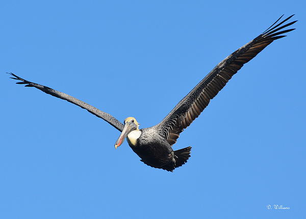 Pelican Art