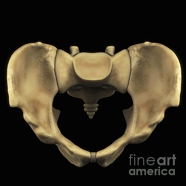 https://images.fineartamerica.com/images-medium-5/pelvic-bones-male-science-picture-co.jpg