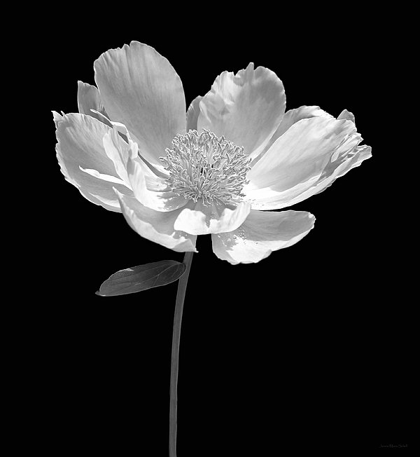 Jennie Marie Schell - Peony Flower Portrait Black and White