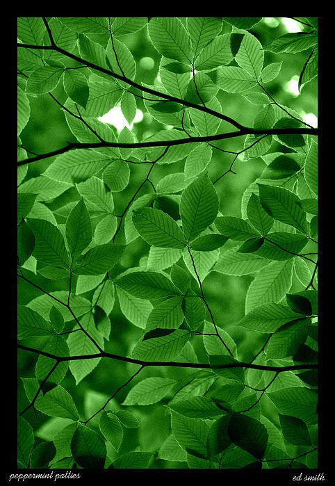 Tree Photographs