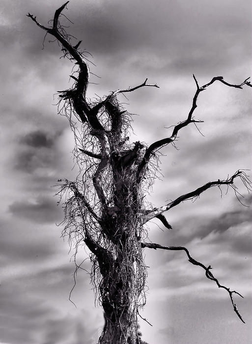 Rosalie Scanlon - Petrified Tree
