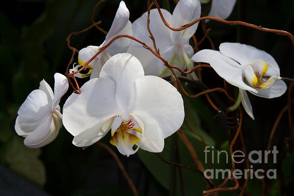 Chris Scroggins - Phalaenopsis Orchids 2