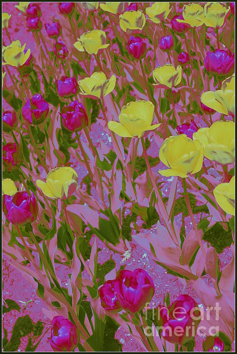 Dora Sofia Caputo - Pink and Yellow Tulips Pop Art