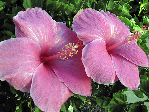 Amazon.com: Pink Hibiscus Tropical Flower Hawaiian Floral