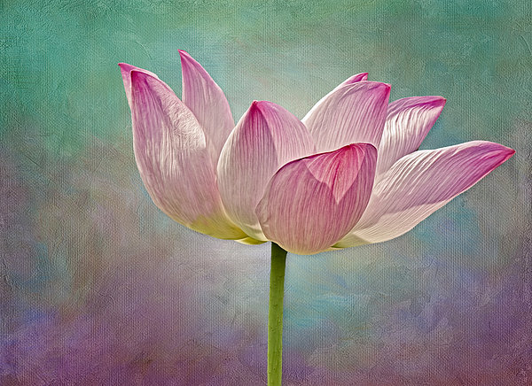 Susan Candelario - Pink Lotus Blossom
