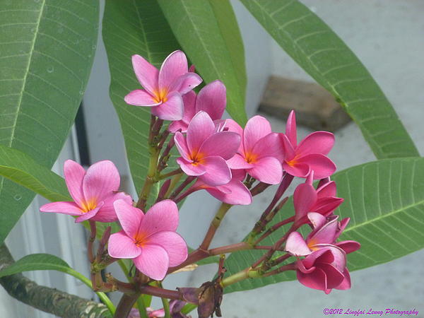 Lingfai Leung - Pink Plumeria