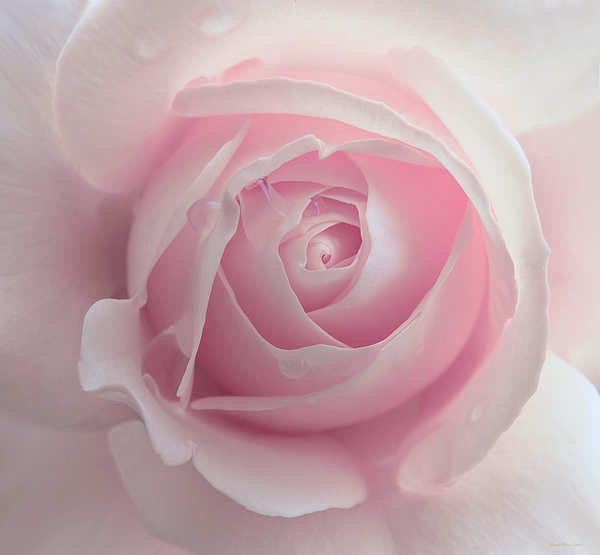 Jennie Marie Schell - Pink Rose Flower Macro