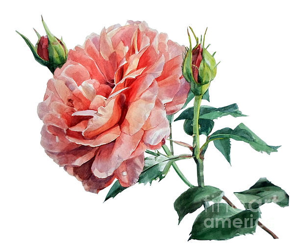 Greta Corens - Watercolor of an English Pink Rose 