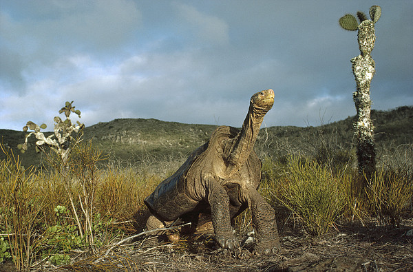 Pinzon Island Tortoise Galapagos Islands Bath Towel by Tui De Roy - Animals  and Earth - Website