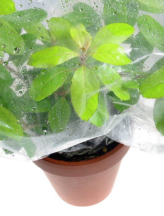 Transpiration Bags On Leafy Branches Stock Photo - Download Image Now -  Plastic, Collection, Drinking Water - iStock