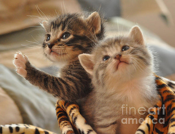Debby Pueschel - Playful kittens