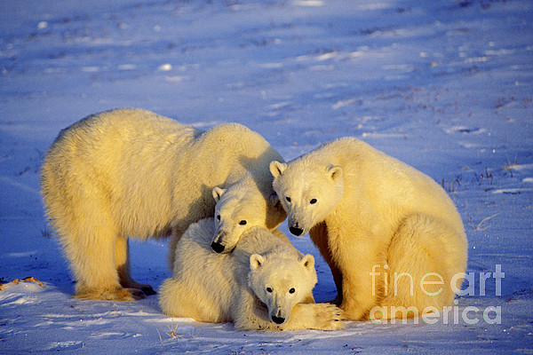 Blue Bear Family Ice Packs