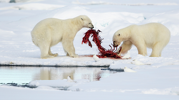 Polar Bear Hand Towel