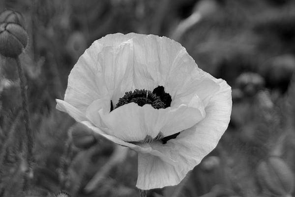 Poppy In Black And White by GK Photography