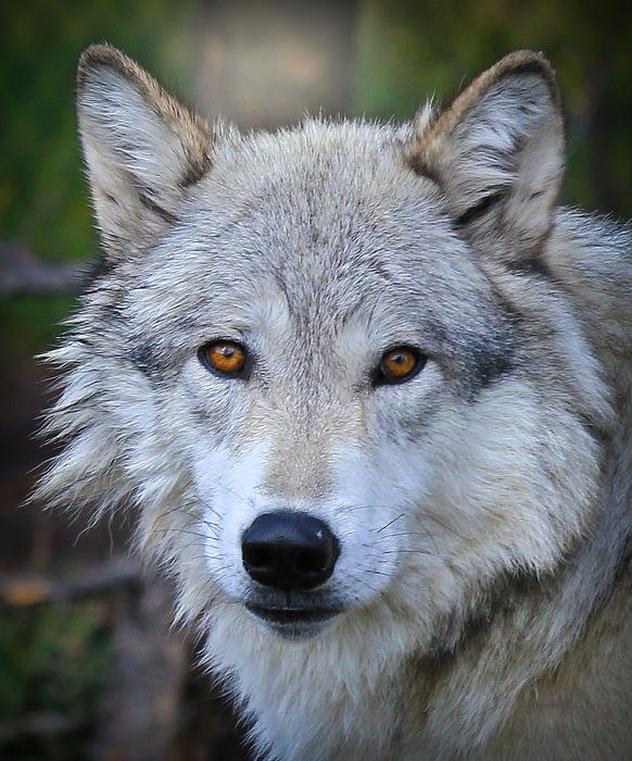 Portrait Of A Wolf by Athena Mckinzie