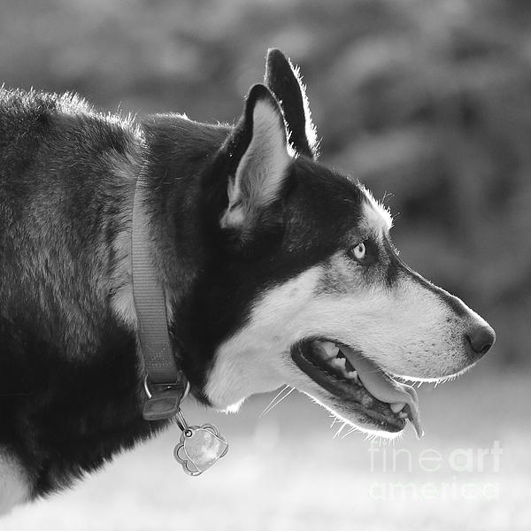 Black and 2025 white dog ornament